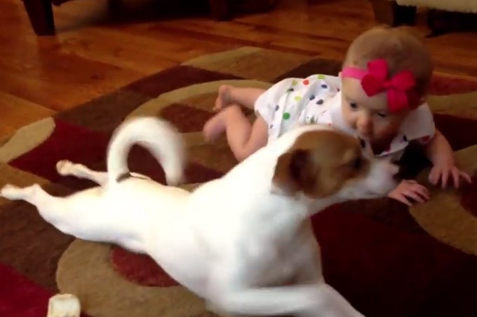 【動画】赤ちゃんにハイハイを教えてあげる犬