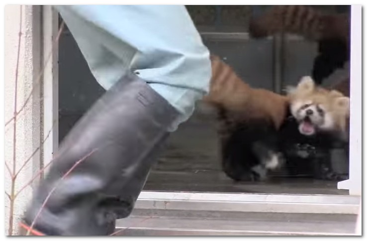 動物