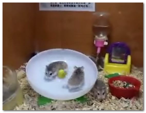 動物