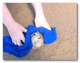 動物