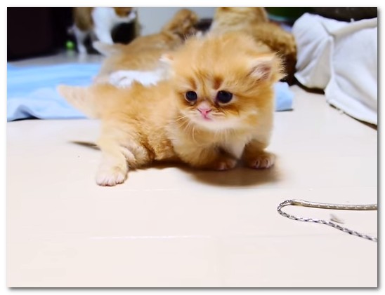 動物